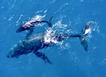 survol des baleines à bosse Réunion