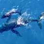 survol des baleines à bosse Réunion