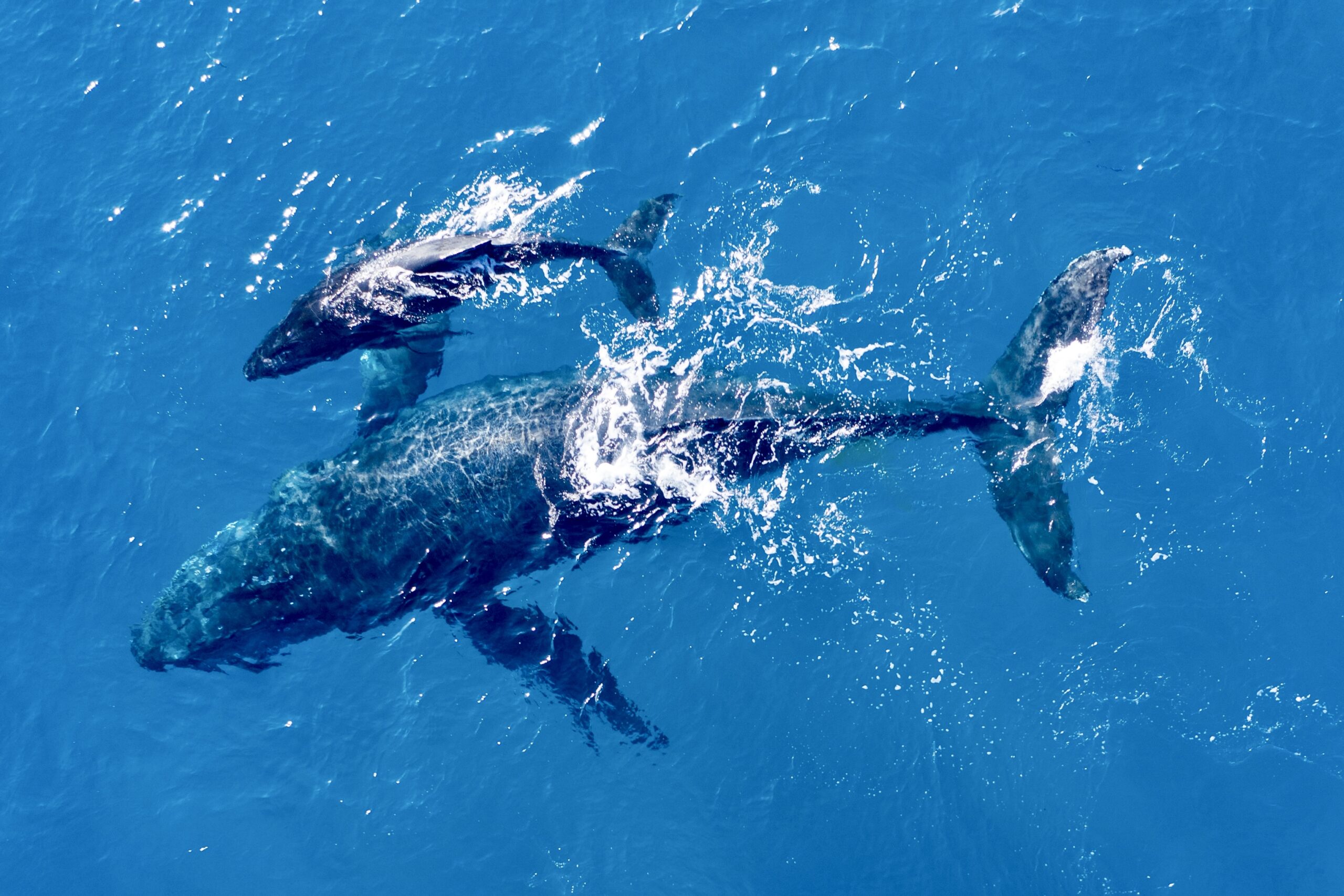 survol des baleines à bosse Réunion